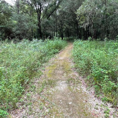 trail in leaves