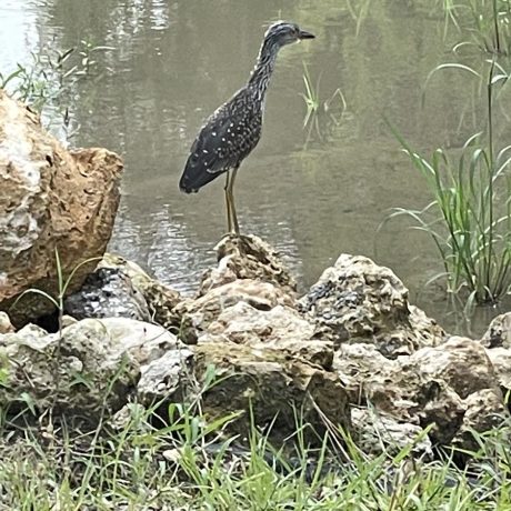 bird standing on rock next to water