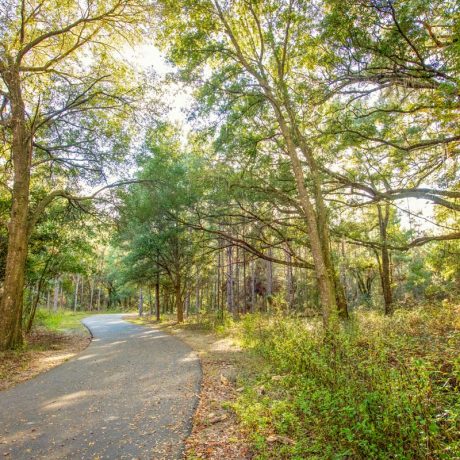 trees in forest with paved road